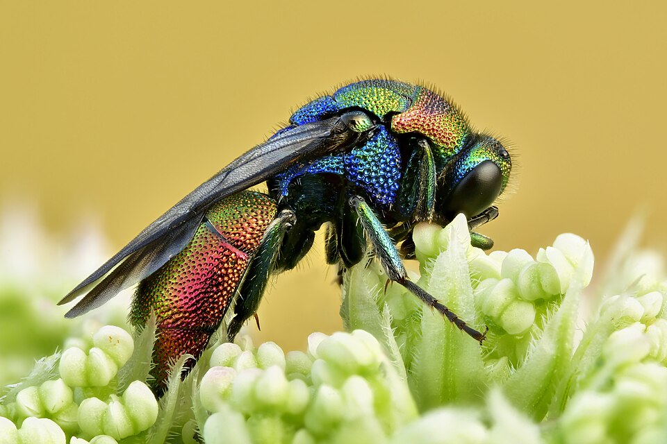 Close-up of a colorful insect on flowers