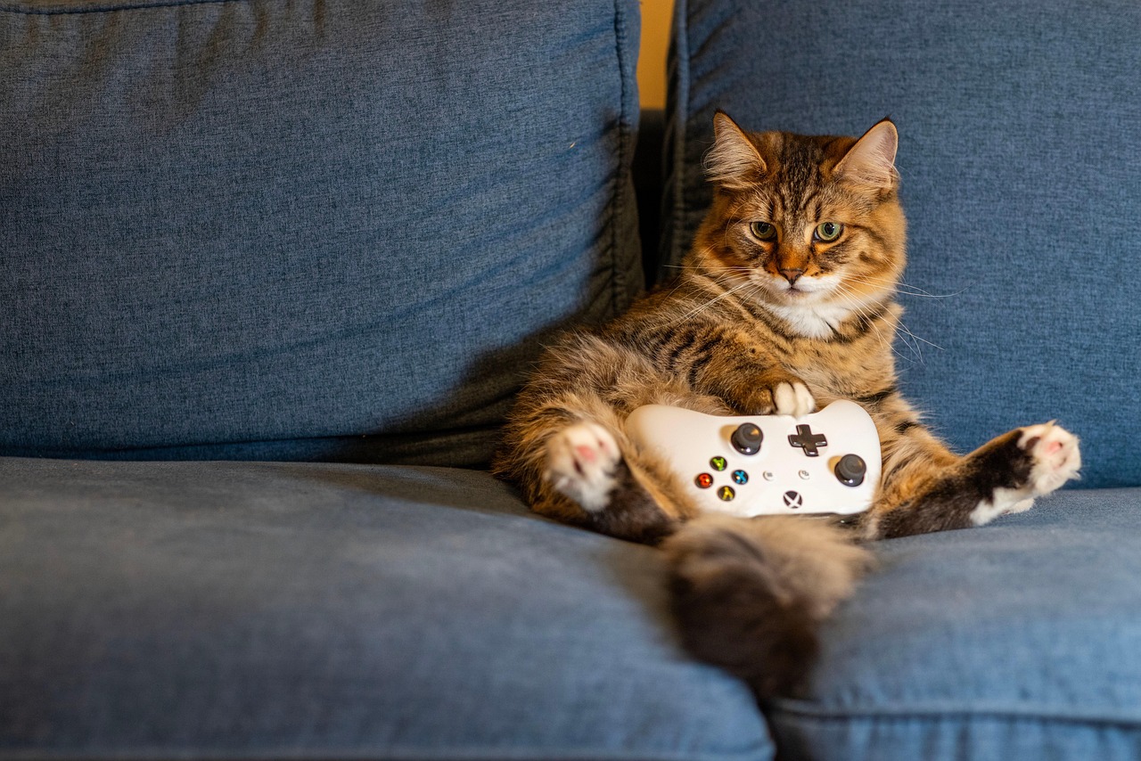 Cat, kitten, nature — Understanding the Risks and Benefits of Online Gambling