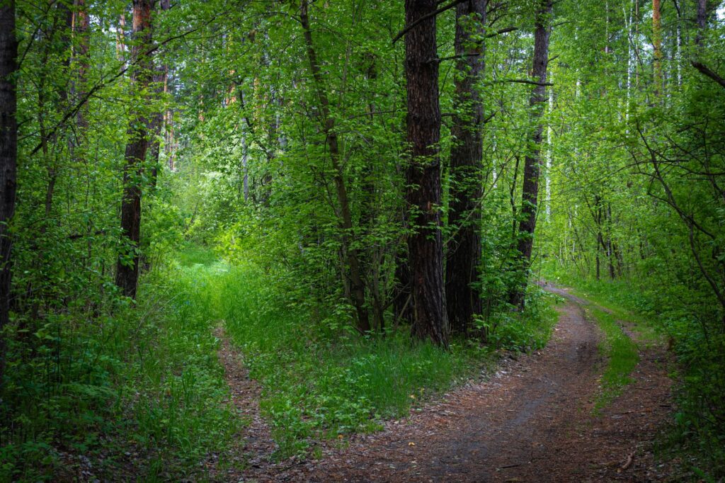 A fork in a forest path surrounded by lush green trees and grass, symbolizing choices and pursuit of a journey.